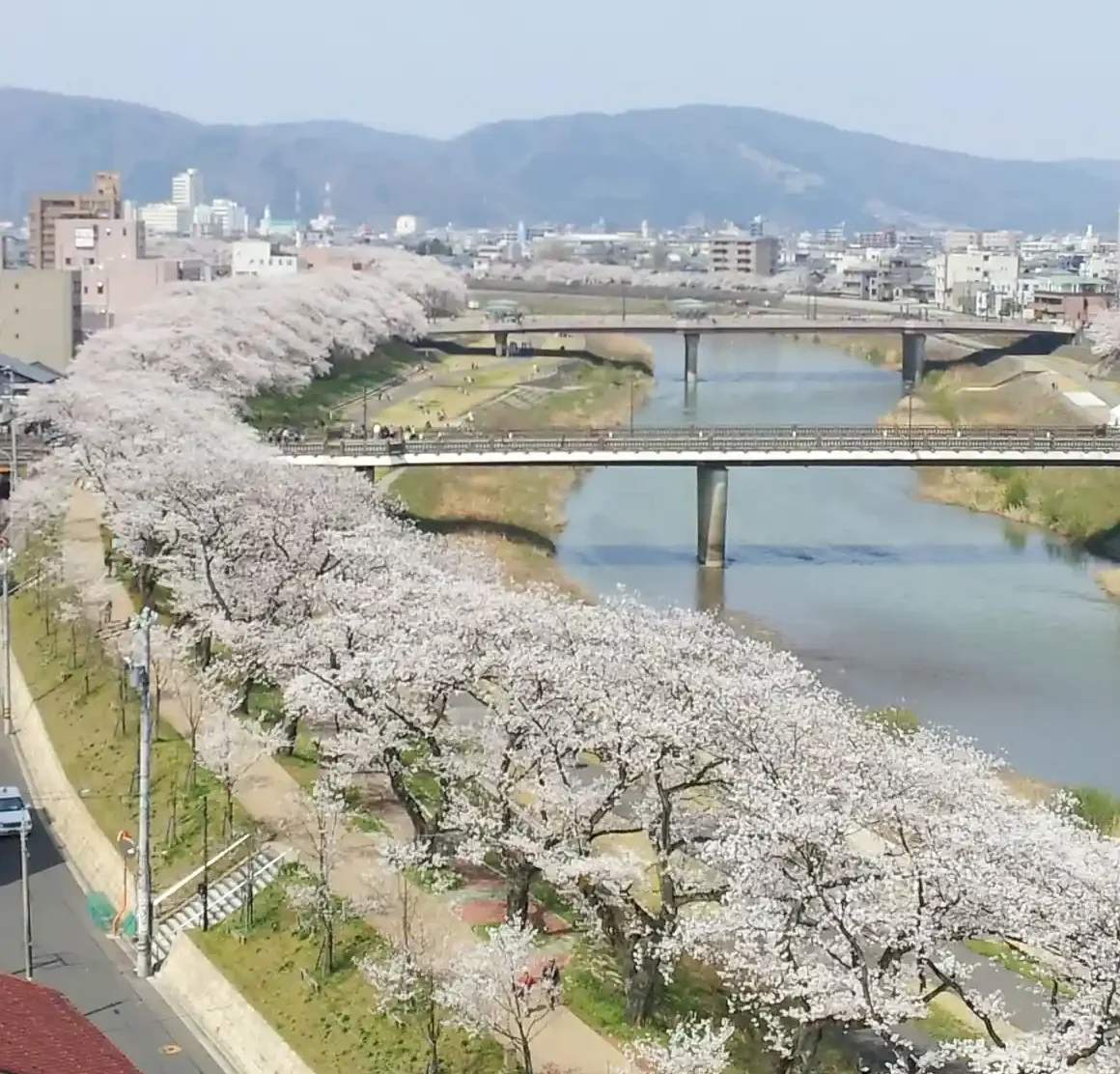 足羽川の桜並木の画像