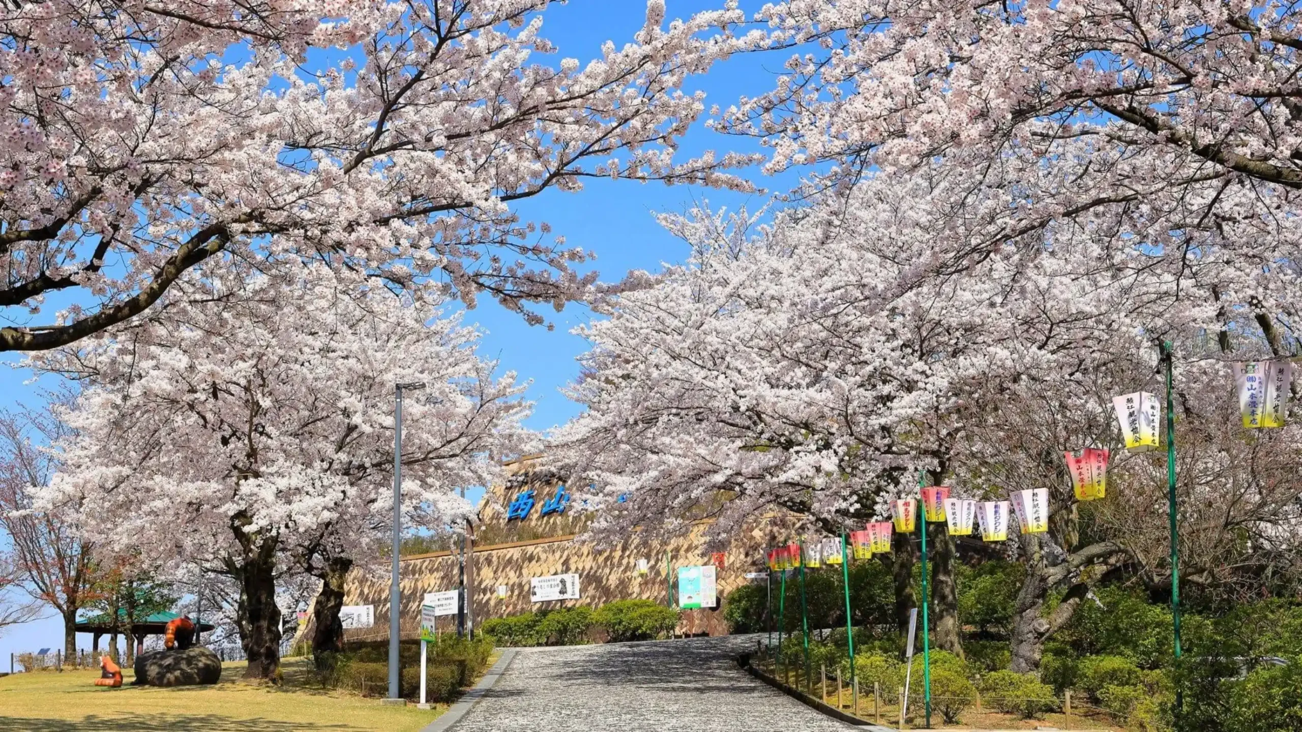 桜の名所百選の西山公園の画像