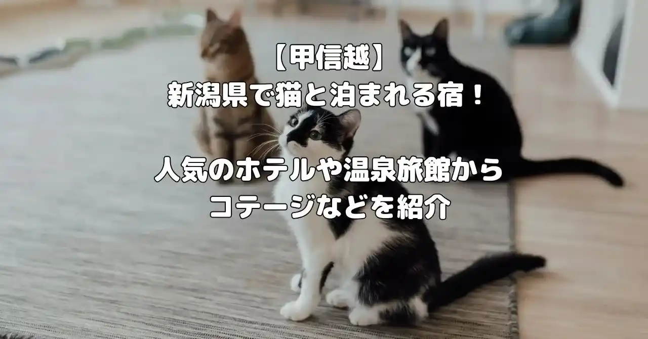 新潟県で猫と泊まれる宿記事のアイキャッチ画像