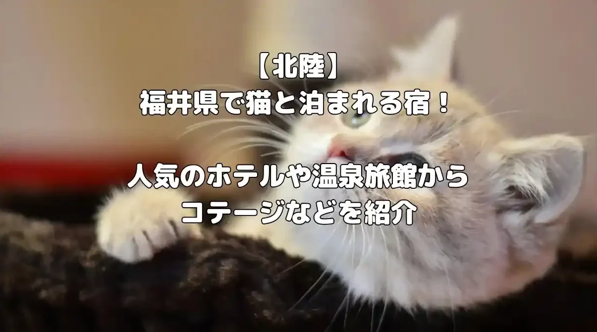 福井県で猫と泊まれる宿記事のアイキャッチ画像