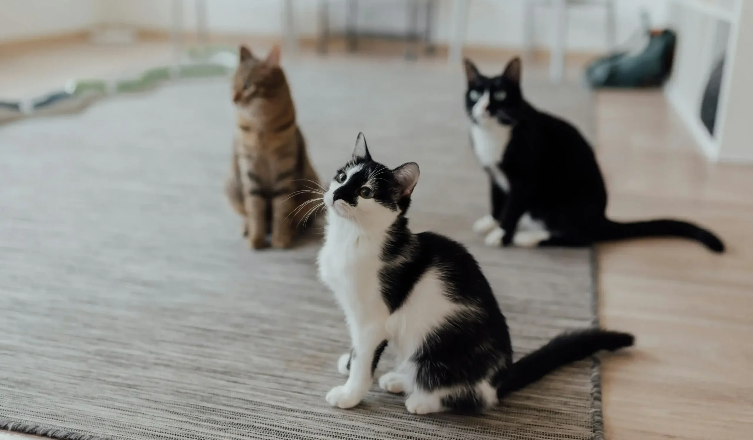 見上げる猫たちの写真