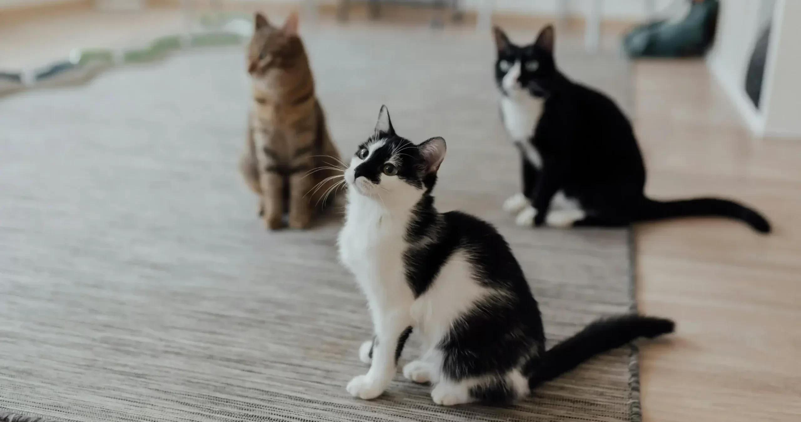 見上げる猫たちの写真