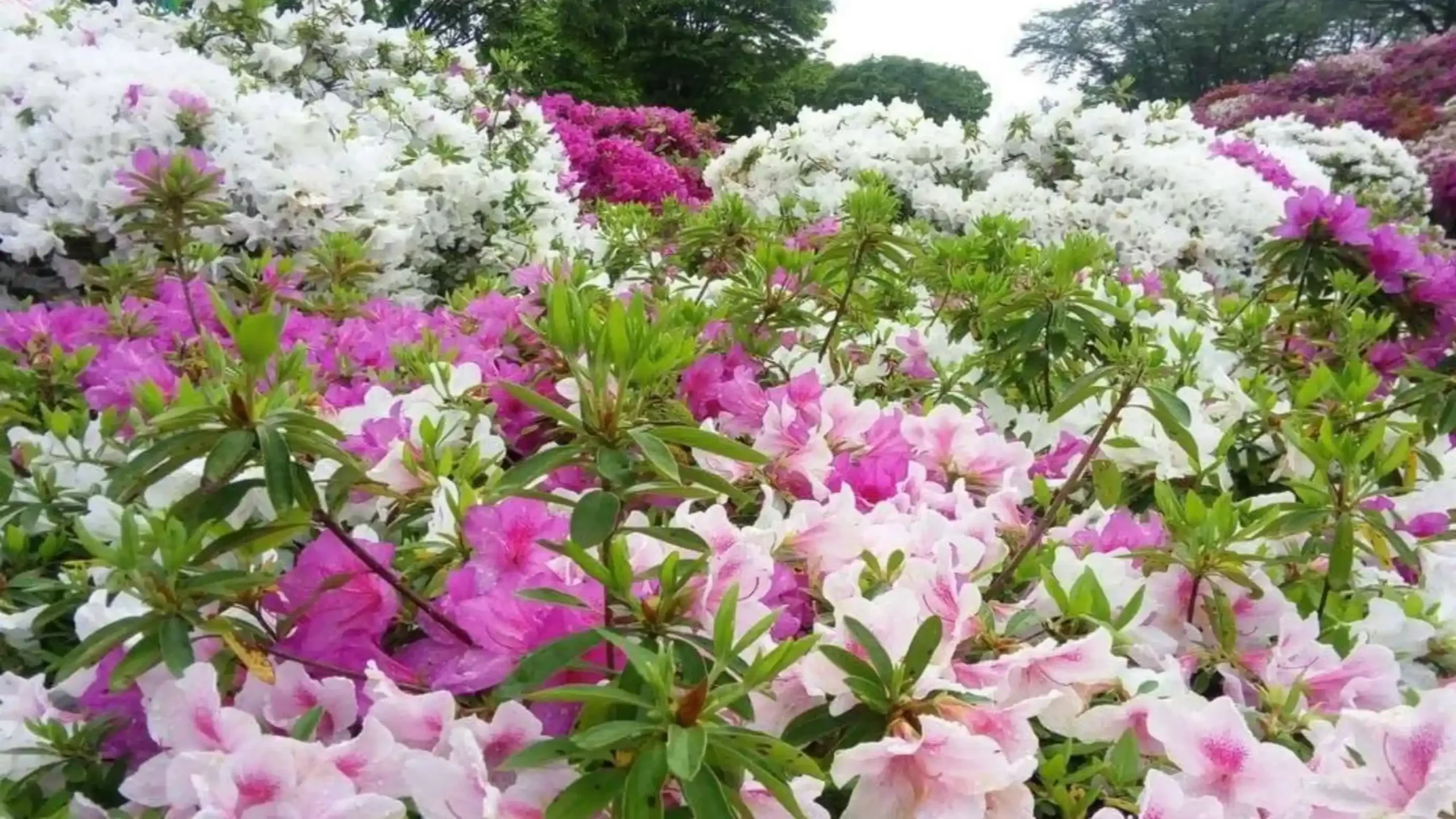 福井県の西山公園のつつじの写真