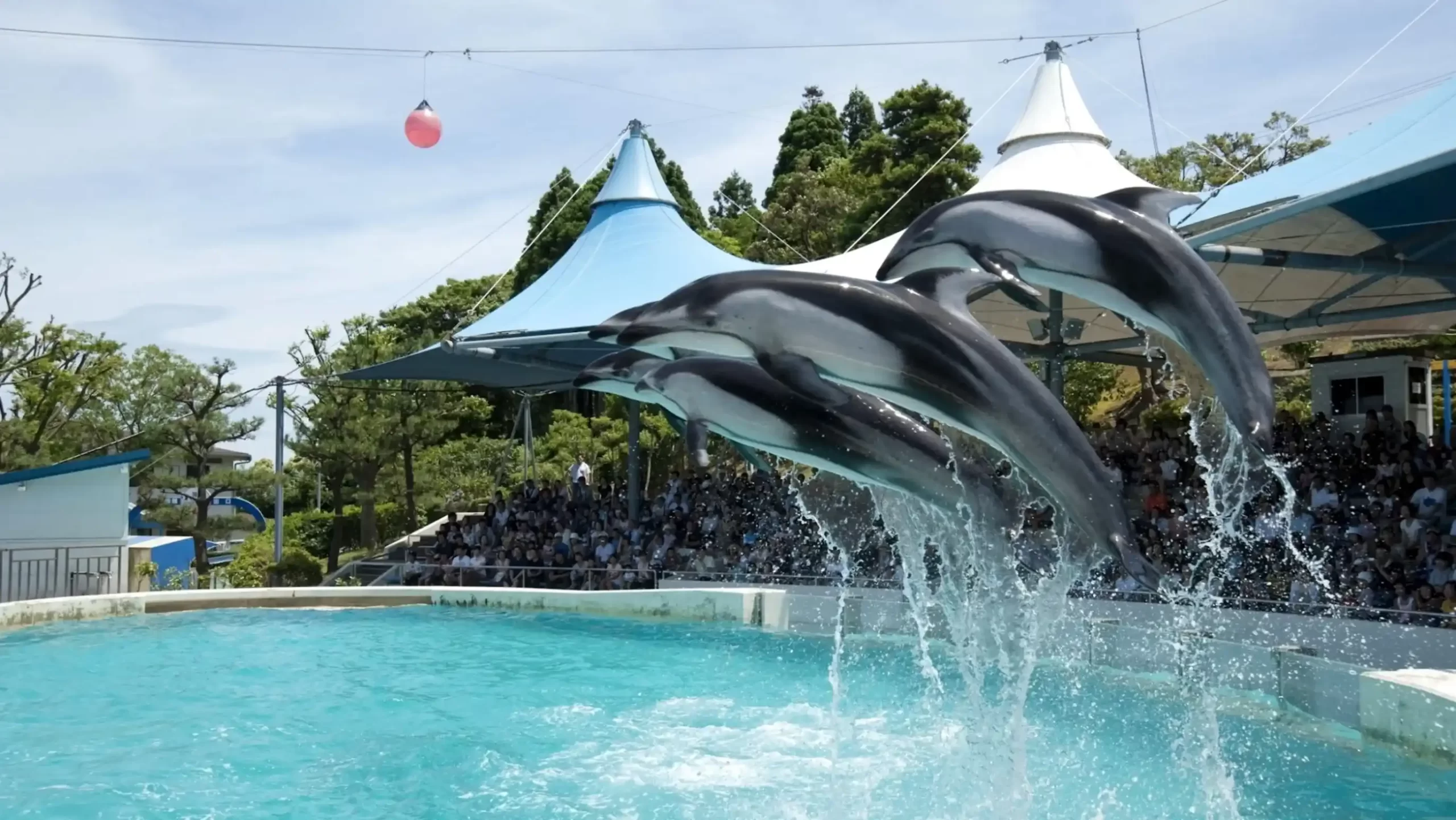 のとじま水族館のイルカショーの画像