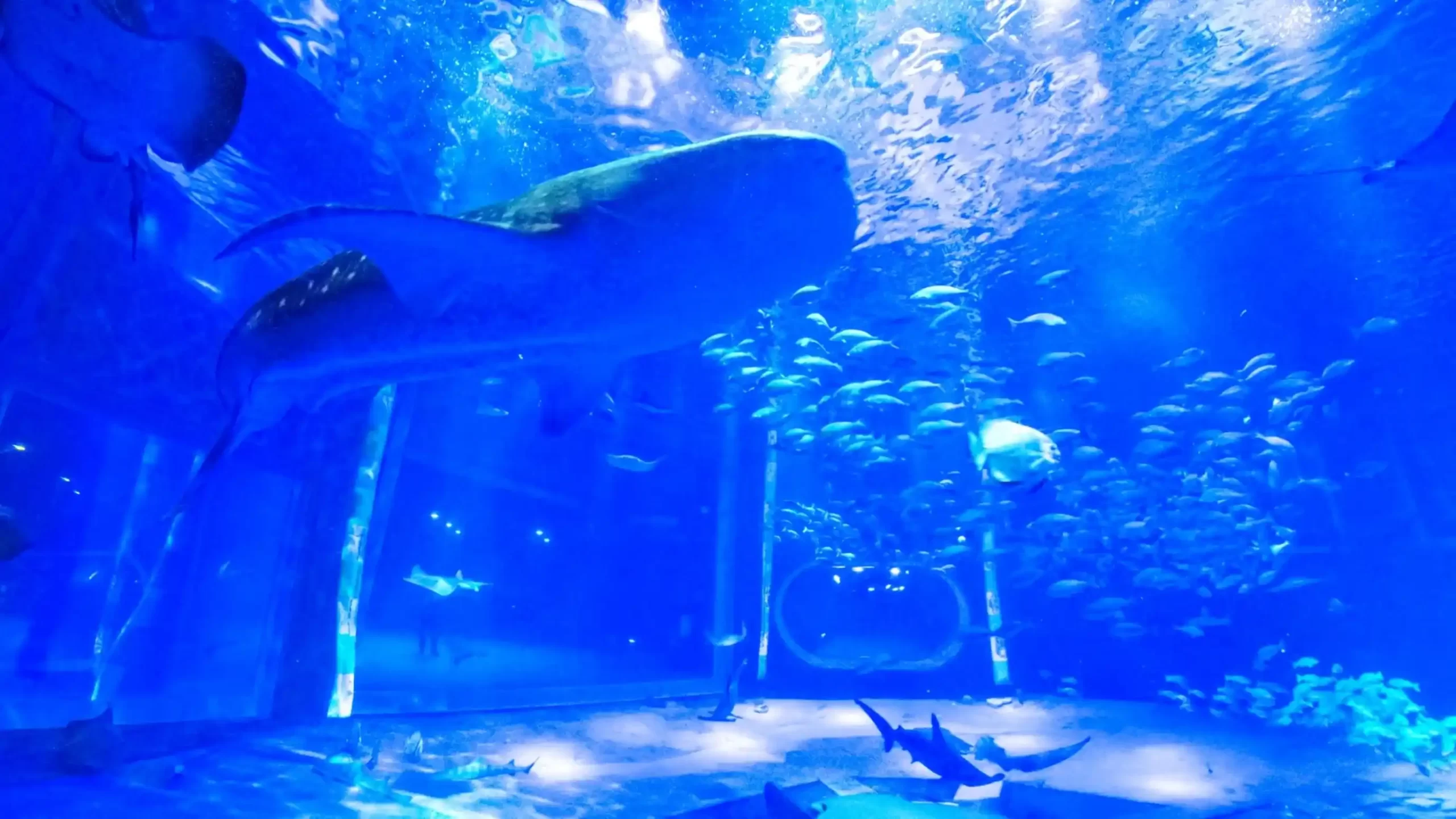 のとじま水族館のジンベエザメの画像