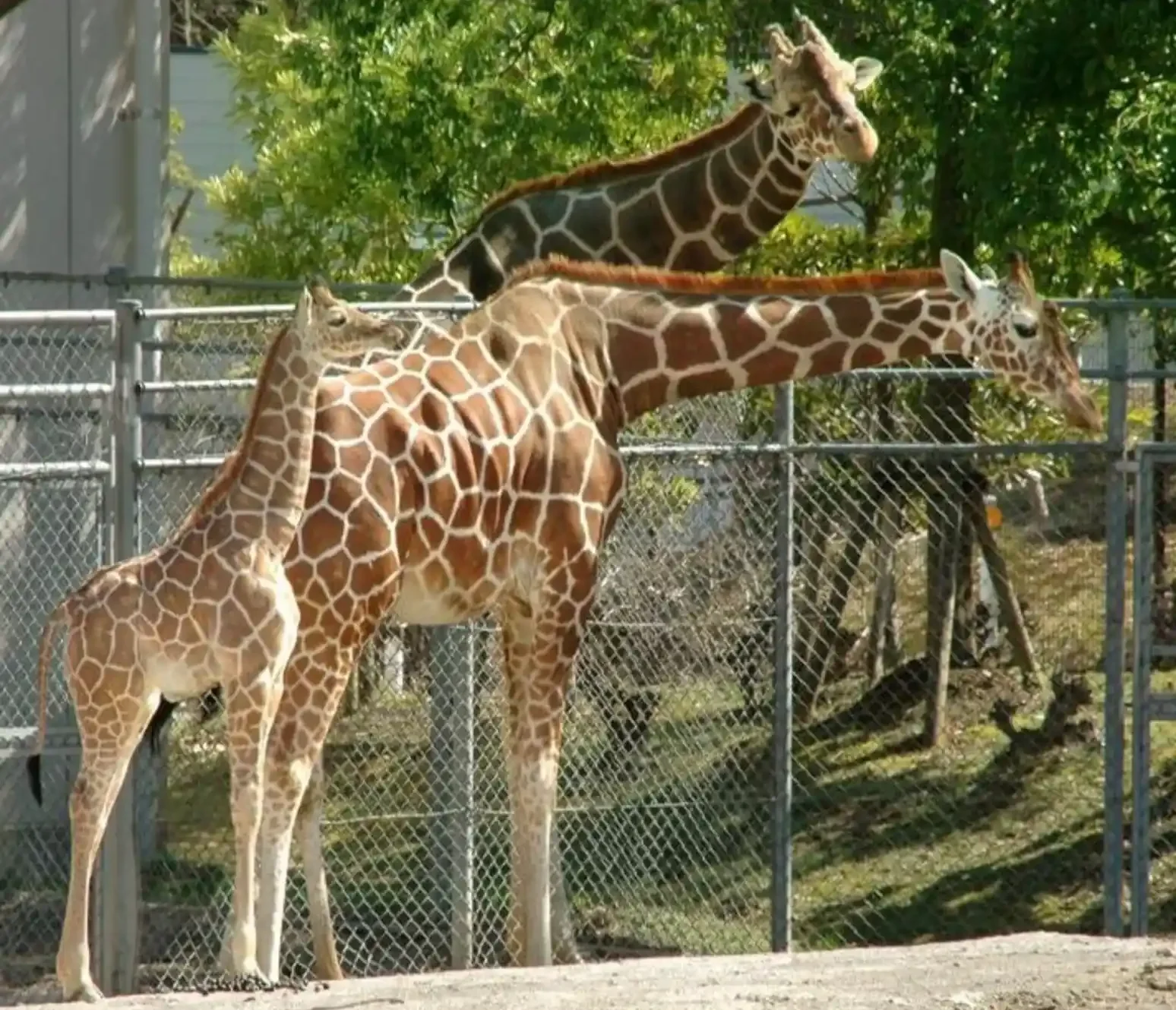 いしかわ動物園の画像