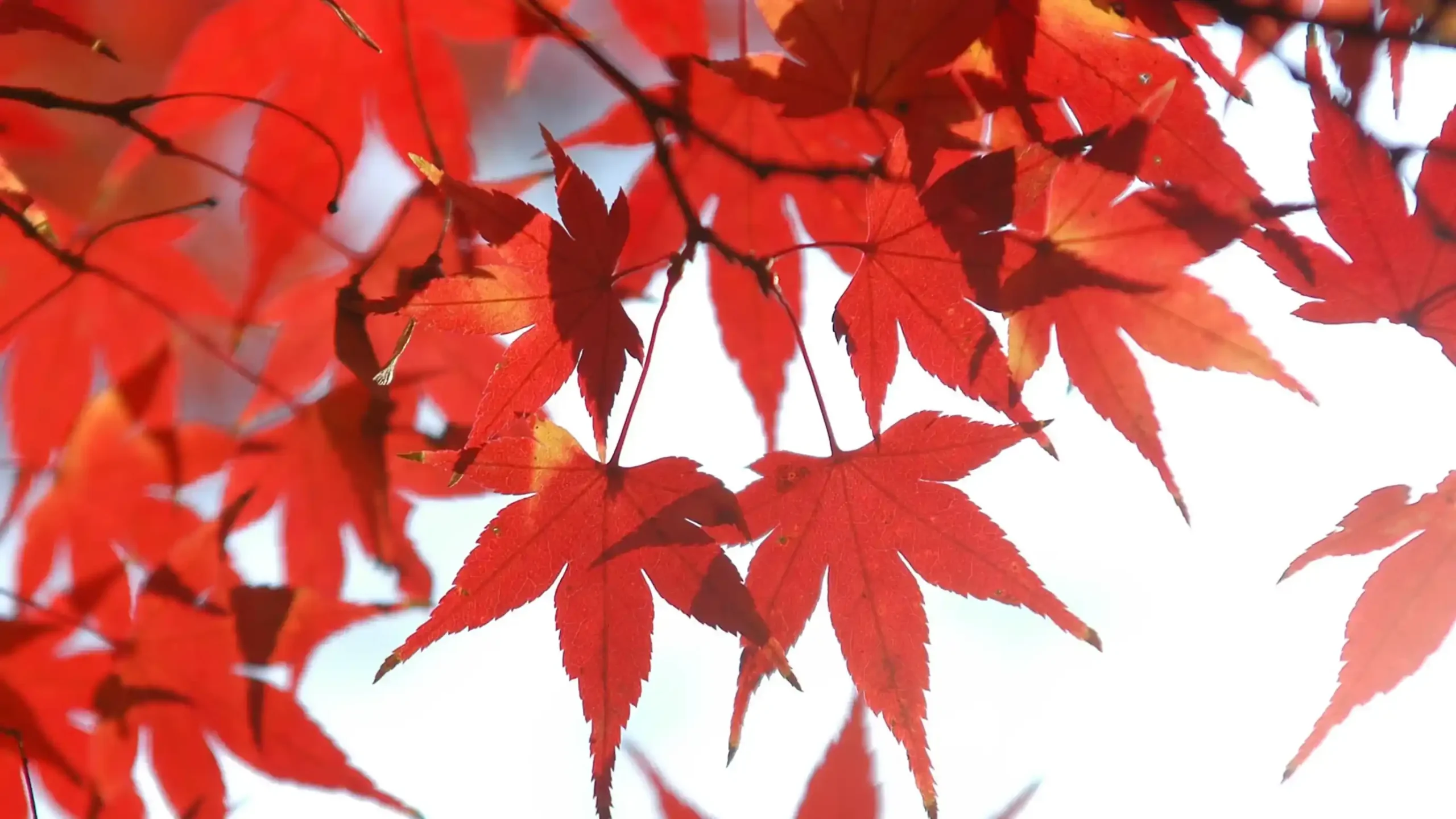 新潟県の紅葉のイメージ画像