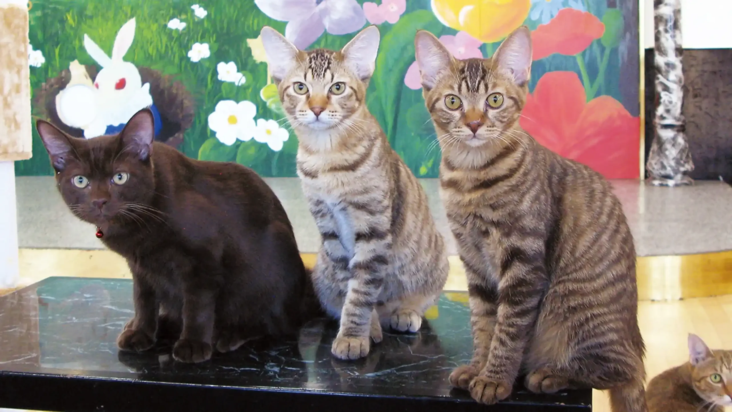 愛知県で猫と泊まれる宿のイメージ画像