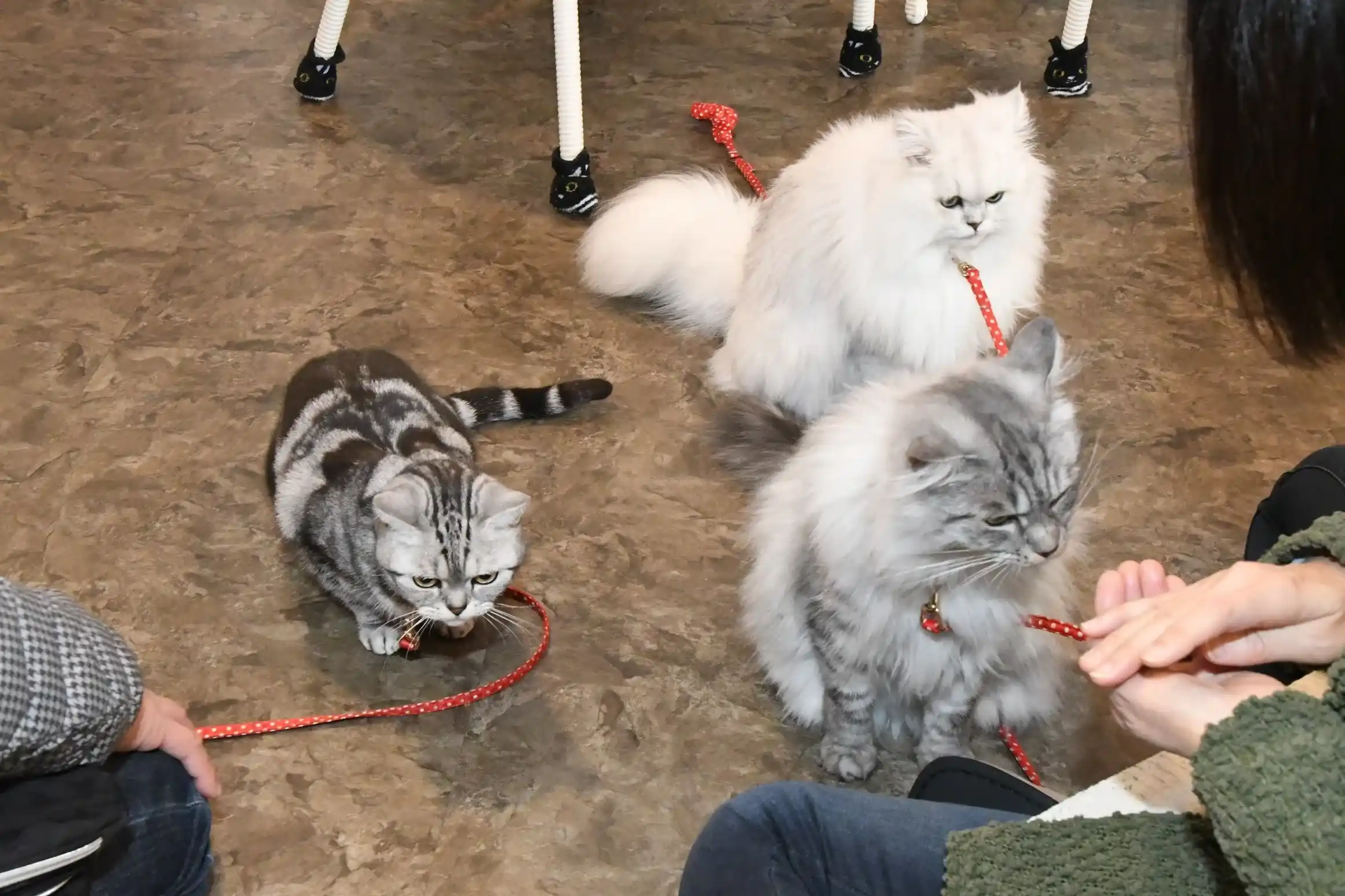 静岡県で猫と泊まれる宿のイメージ画像