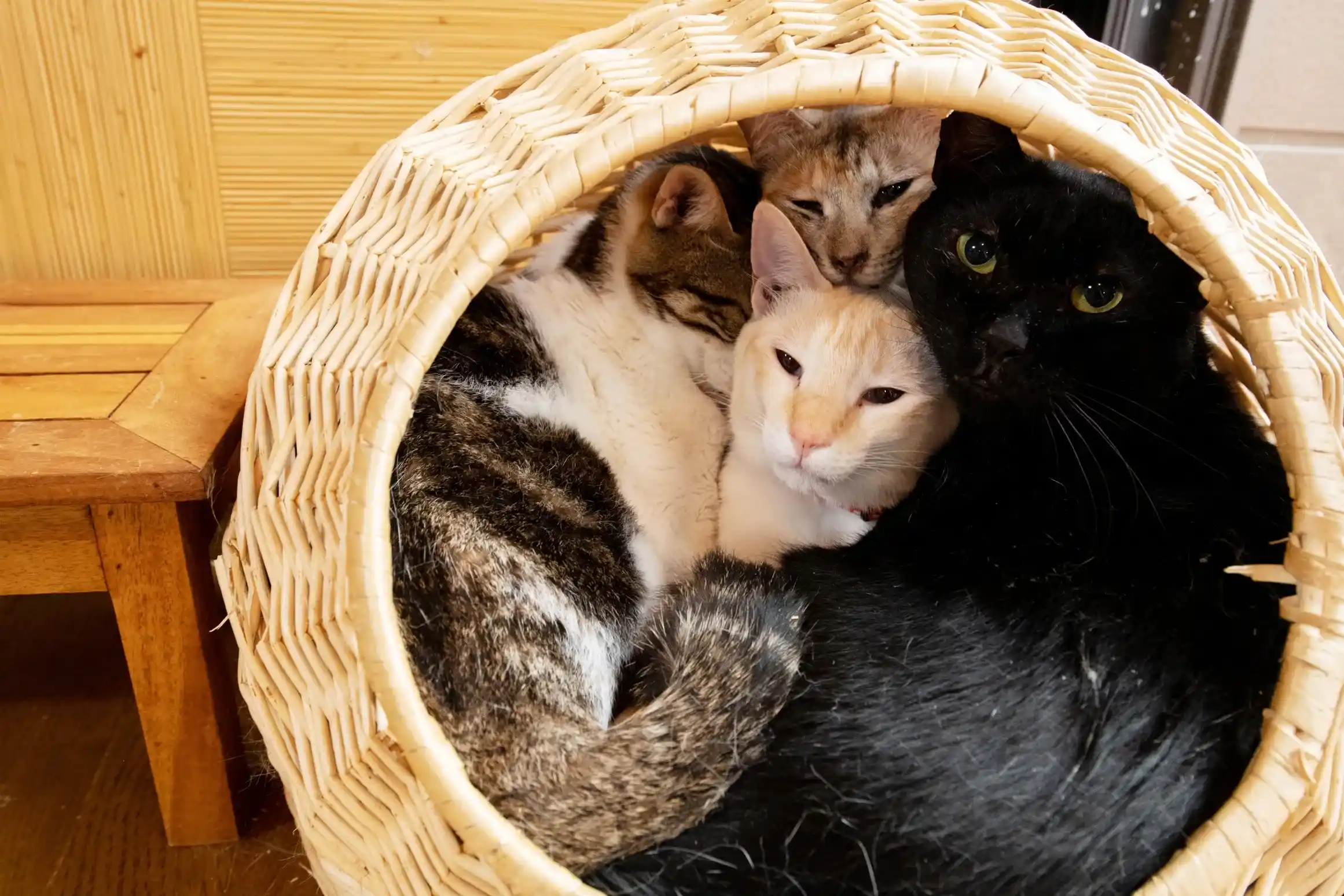 岐阜県で猫と泊まれる宿のイメージ画像