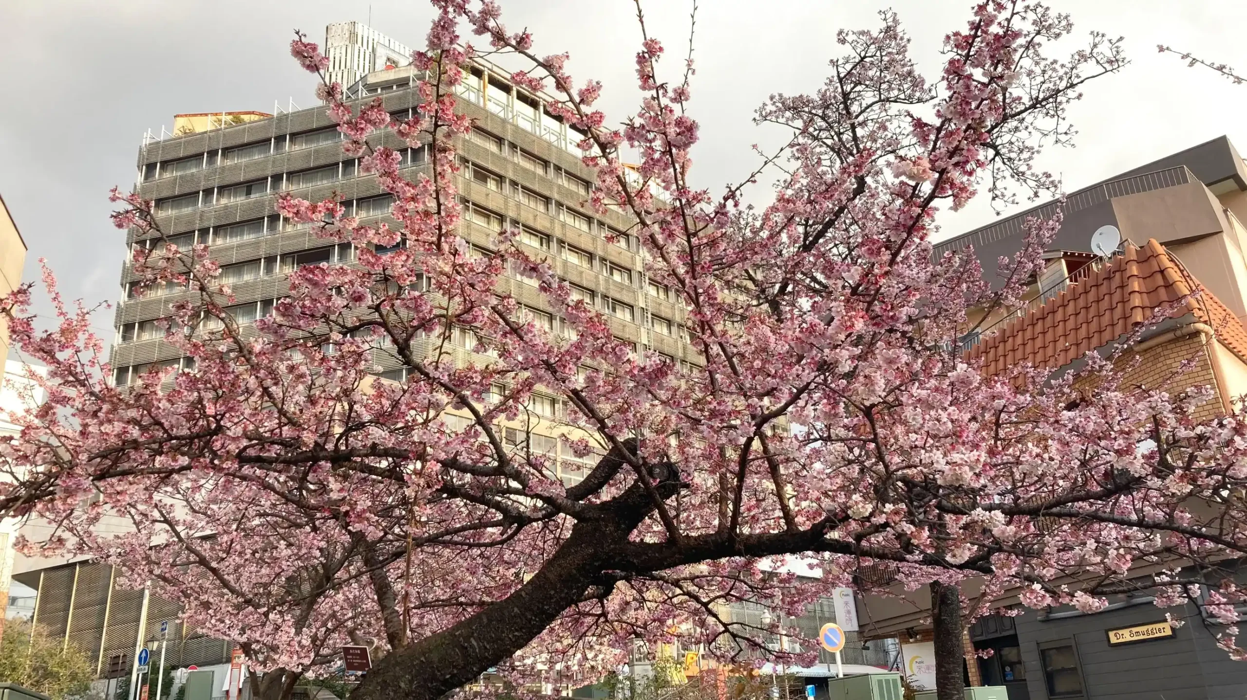 静岡県で桜を楽しめる宿のイメージ画像