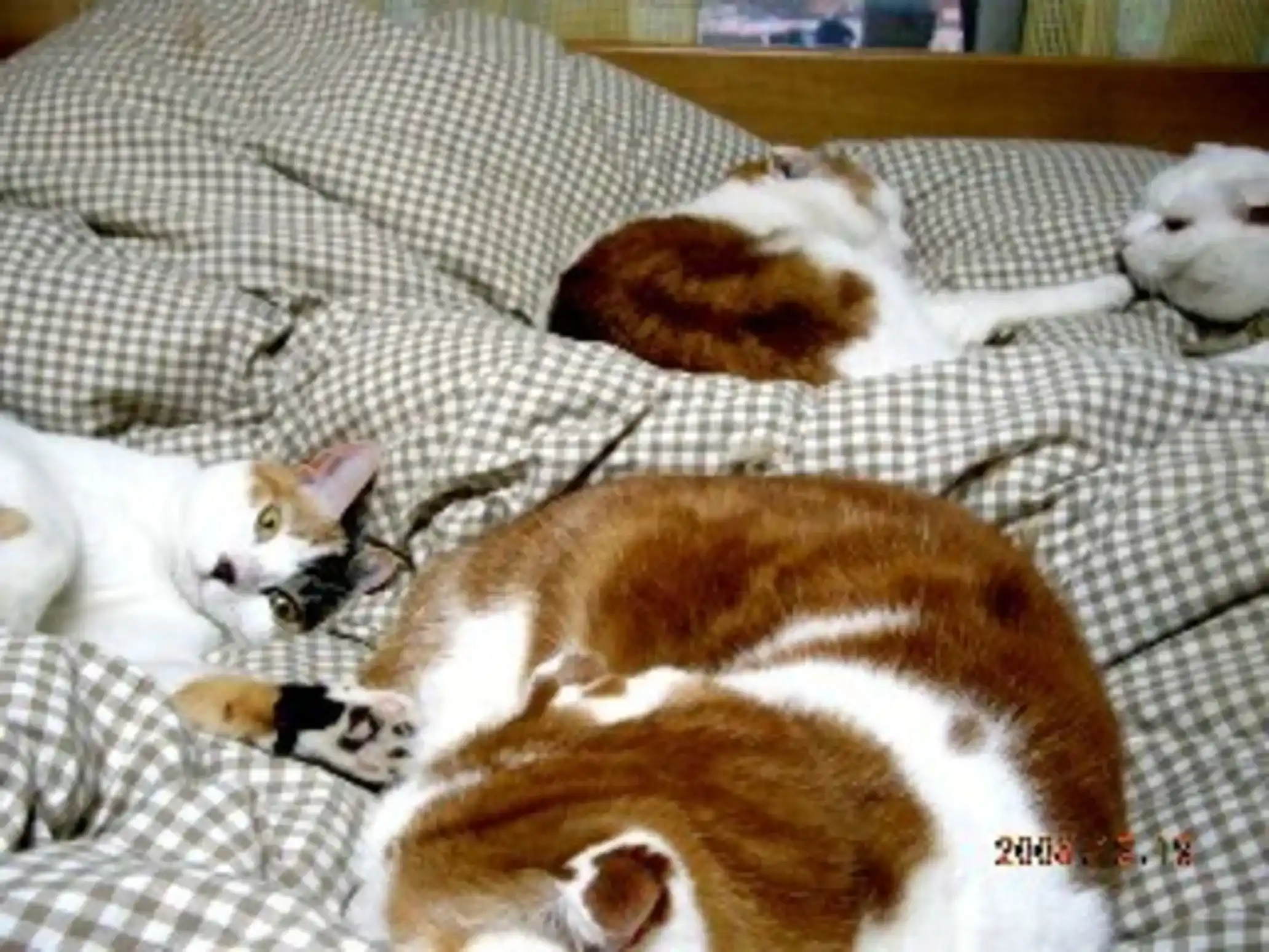 山梨県で猫と泊まれる宿のイメージ画像