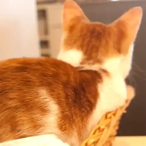 長野県で猫と泊まれる宿のイメージ画像